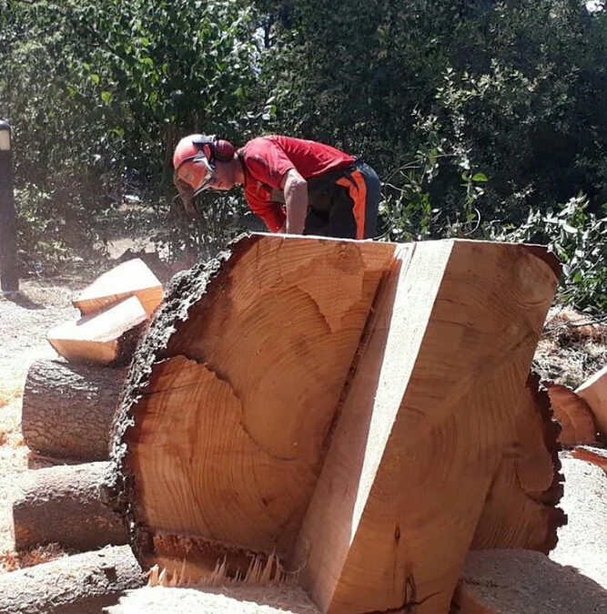 poda arbres de risc 1
