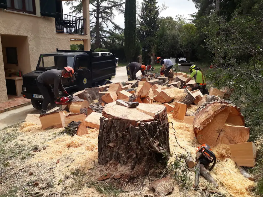 Tala d'arbres de risc