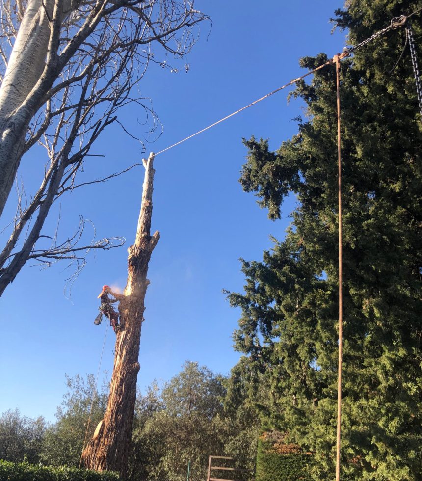 arbres de risc serveis forestals pericas