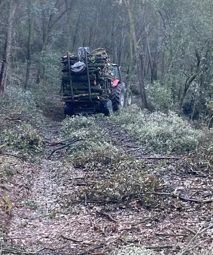 neteja forestal 3